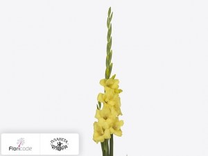 flori/gladiolus-small-flowered-grp-golden-sunrise5461