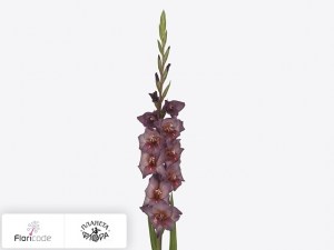 flori/gladiolus-small-flowered-grp-gwyneth5464