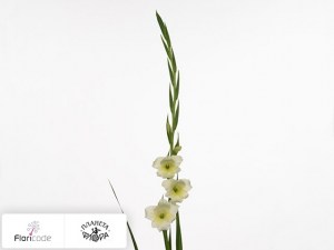 flori/gladiolus-small-flowered-grp-helena5472