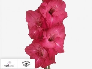 flori/gladiolus-small-flowered-grp-partituur5549