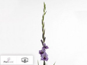 flori/gladiolus-small-flowered-grp-passos5486