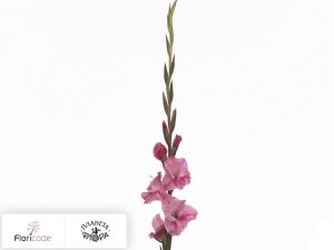 flori/gladiolus-small-flowered-grp-pink-event5593