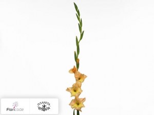 flori/gladiolus-small-flowered-grp-precious5475