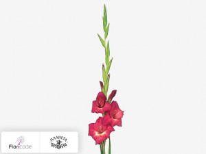 flori/gladiolus-small-flowered-grp-rapid-run5532
