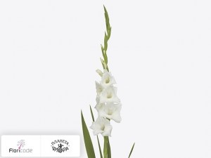 flori/gladiolus-small-flowered-grp-tibet5466