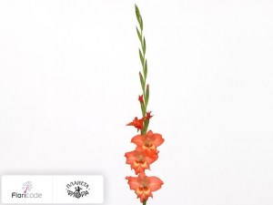 flori/gladiolus-small-flowered-grp-valda5468