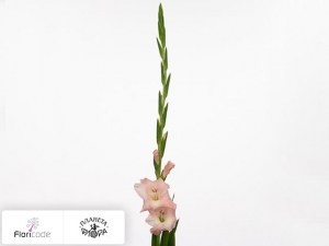 flori/gladiolus-small-flowered-grp-vamp5477