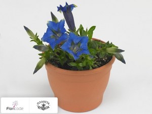 flori/gorechavkoy-besstebelnoy-luna5634