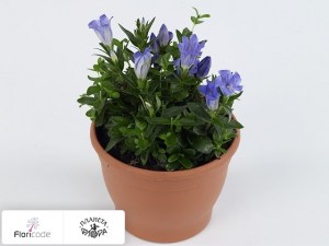 flori/gorechavkoy-mystic-blue5636