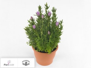 flori/gorechavkoy-quinn5641