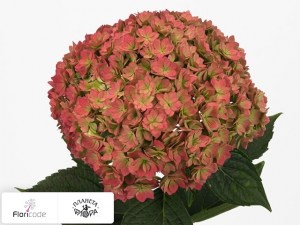 flori/gortenziya-krupnolistnaya-you-me-together-classic5824