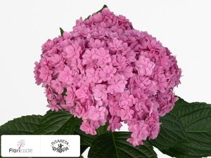 flori/gortenziya-krupnolistnaya-you-me-together-roze5881