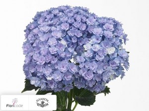 flori/gortenziya-krupnolistnaya-you-me-together6282