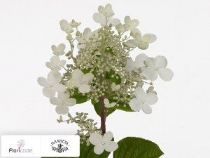 flori/gortenziya-metelchataya-early-sensation5862