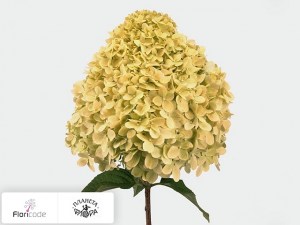 flori/gortenziya-metelchataya-limelight6141