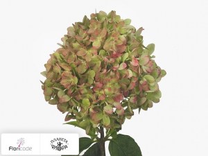 flori/gortenziya-metelchataya-little-lime5706