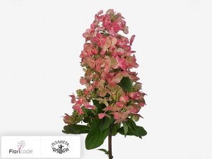 flori/gortenziya-metelchataya-magical-fire5711