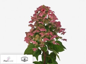flori/gortenziya-metelchataya-magical-flame5712