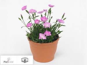 flori/gvozdika-pyshnaya-kahori-light-pink3685