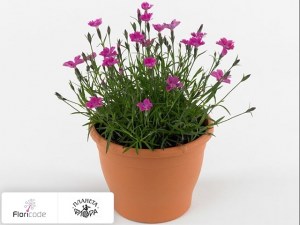 flori/gvozdika-pyshnaya-kahori-pink3649