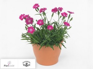 flori/gvozdika-pyshnaya-kahori-scarlet3684