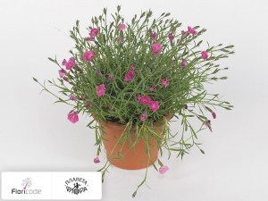 flori/gvozdika-serovato-golubaya-dianturi-twinkle3667