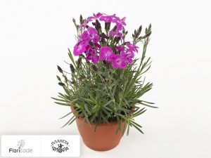 flori/gvozdika-serovato-golubaya-dinetta-purple3689
