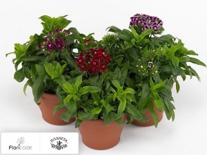 flori/gvozdika-tureckaya-barbarini-gemengd3703