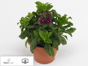 flori/gvozdika-tureckaya-barbarini-purple-bicolour3694