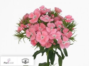 flori/gvozdika-tureckaya-princess-breanthus2943