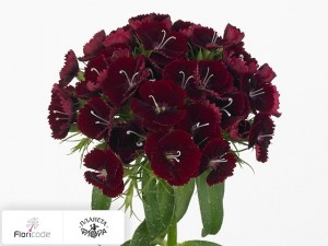 flori/gvozdika-tureckaya-queen-breanthus2946