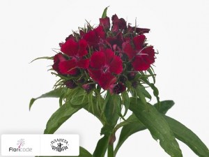 flori/gvozdika-tureckaya-red-manuel3242