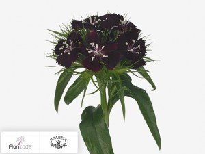 flori/gvozdika-tureckaya-sweet-will-black-cherry3287