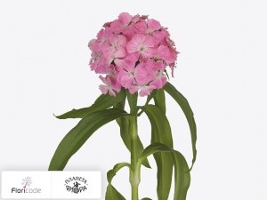 flori/gvozdika-tureckaya-sweet-will-deepink-maxine2781