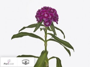 flori/gvozdika-tureckaya-sweet-will-magenta-bicolour2784