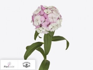 flori/gvozdika-tureckaya-sweet-will-pink-magic2782