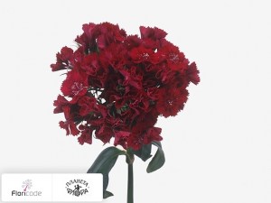 flori/gvozdika-tureckaya-sweet-will-red3542