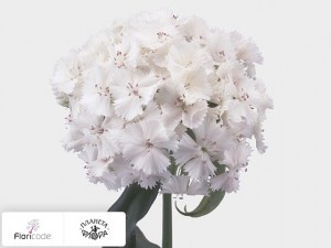 flori/gvozdika-tureckaya-sweet-will-white3543