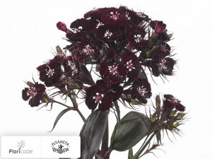 flori/gvozdika-tureckaya-tuxedo-black2839