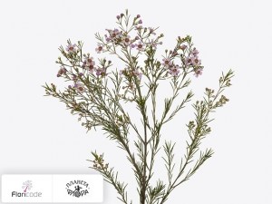 flori/hamelacium-kryuchkovatyy-majestic-pink17607