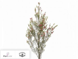 flori/hamelacium-kryuchkovatyy-my-sweet-sixteen17628