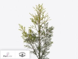flori/hamelacium-kryuchkovatyy-orion-blad17609