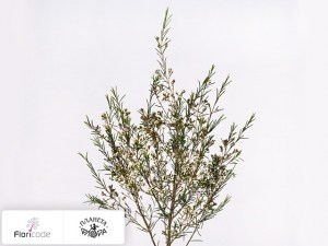 flori/hamelacium-kryuchkovatyy-sweet-georgia17596