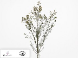 flori/hamelacium-kryuchkovatyy-umbrella17584
