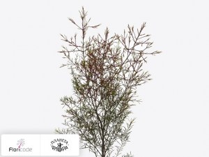 flori/hamelacium-kryuchkovatyy-vega-blad17608