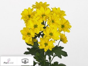 flori/hrizantema-indiyskaya-kustovaya-yellow-cab18688