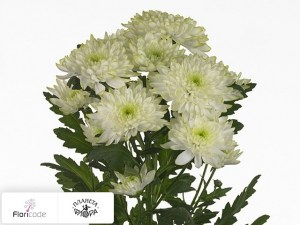 flori/hrizantema-indiyskaya-kustovaya-zembla-lime18707