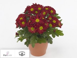 flori/hrizantema-indiyskaya-mi-amore17698