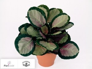 flori/kalateya-medalon-rosy8406