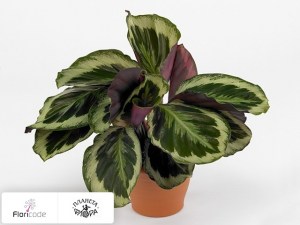 flori/kalateya-medalon-shinestar8367